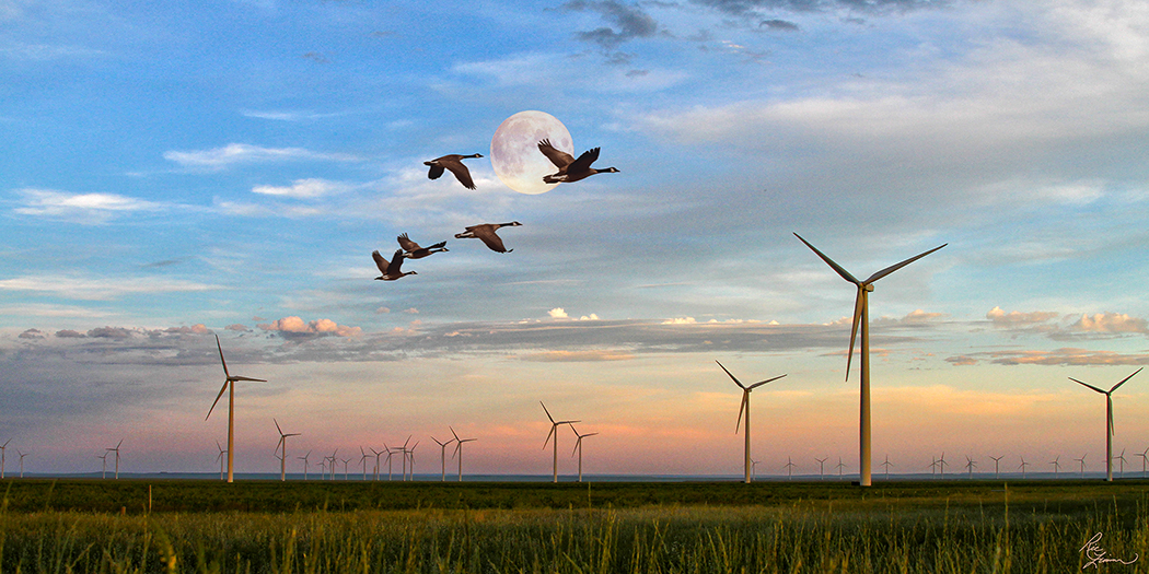 Windmills JudithGap_with geese_12x24
